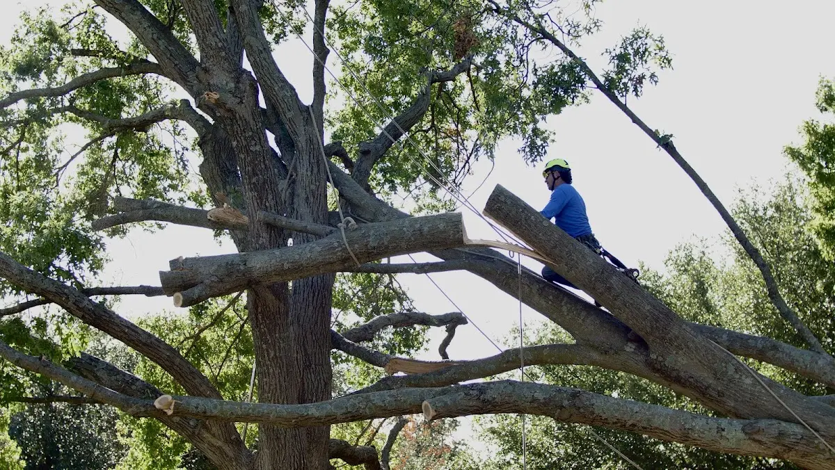 Professional Hazardous Tree Removal performed by certified arborists in Voss